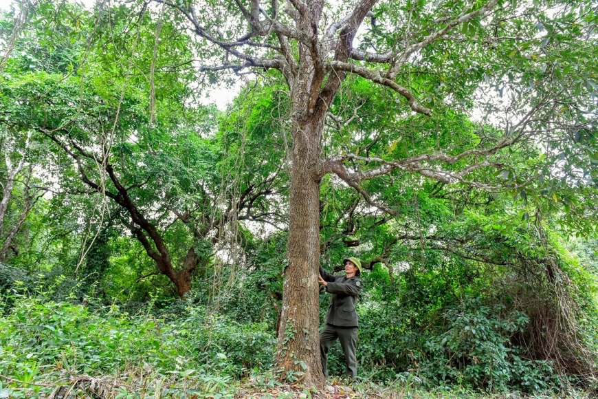 Sến mật (Madhuca pasquieri)