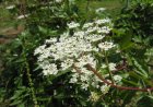 Nghiên cứu tác dụng kháng viêm của tinh dầu từ các loài Angelica sinensis, Angelica dahurica, Angelica pubescence và Foeniculum vulgare