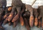 Các Vị Thuốc Nam Hỗ Trợ Điều Trị Đau Lưng Hiệu Quả