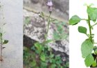 Nghiên cứu thành phần hoá học và hoạt tính kháng oxy hoá của cây Bạch Đầu Ông Vernonia cinerea (L.)