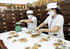 Đa Dạng Hóa Dịch Vụ Và Sản Phẩm Y Học Cổ Truyền: Quyết Định Quan Trọng Phát Triển Y Học Cổ Truyền Việt Nam Giai Đoạn Mới