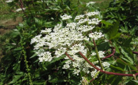 Nghiên cứu tác dụng kháng viêm của tinh dầu từ các loài Angelica sinensis, Angelica dahurica, Angelica pubescence và Foeniculum vulgare