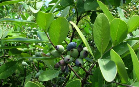 Cây Đàn Hương: Lợi Ích Kinh Tế và Rủi Ro Khi Đầu Tư Vào Dự Án Trồng Trọt