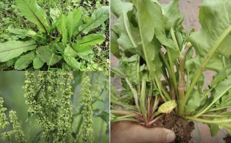 Cây Chút Chít , Cây Lưỡi Bò, Ngưu Thiệt, Dương Đề (Rumex wallichii Meisn) – Đặc Điểm, Công Dụng Và Cách Sử Dụng