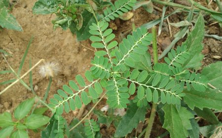 Cây Chó Đẻ Răng Cưa (Diệp Hạ Châu) – Vị Thuốc Quý Trong Đông Y