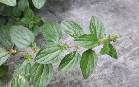 Cây Bọ Mắm – Vị Thuốc Tự Nhiên Đặc Trị Mụn Nhọt, Viêm Nhiễm