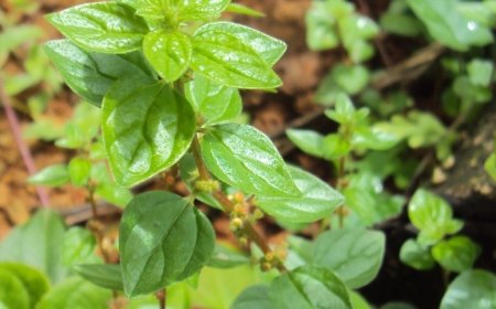 Cây Bọ Mắm (Pouzolzia zeylanica Benn.) – Đặc Điểm, Công Dụng, Nghiên Cứu Khoa Học Và Bài Thuốc Nam