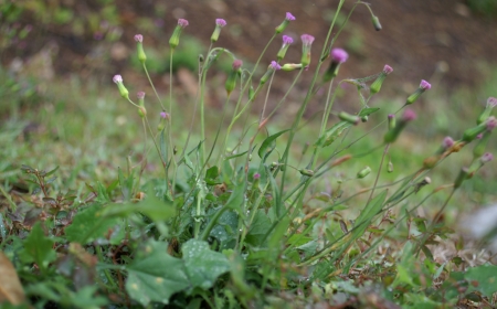 Tổng Quan Về Cây Rau Má Lá Rau Muống (Emilia sonchifolia)
