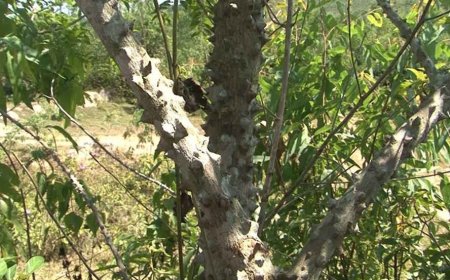 Tác dụng của cây Ưng bất bạc (Zanthoxylum avicennae)