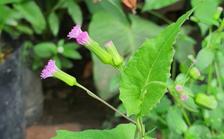 Rau Má Lá Rau Muống, cây mặt trời, nhất điểm hồng, muống cuống rau răm, tiết gà – Dược Liệu Quý Từ Thiên Nhiên Với Nhiều Công Dụng Chữa Bệnh