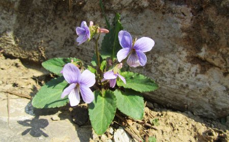 Giới thiệu Tổng Quan và Công Dụng Của Cây Hoa Tím Xéo, Cỏ Mũi Tên, Cỏ Cày (Viola philippica Cav.)