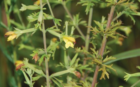 Cây Âm Hành Thảo (Siphonostegia Chinensis) – Dược liệu quý hỗ trợ điều trị đau nhức và viêm nhiễm