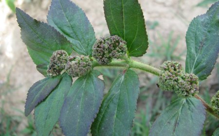 Cỏ sữa lá lớn và lá nhỏ: Công dụng và cách sử dụng trong điều trị bệnh