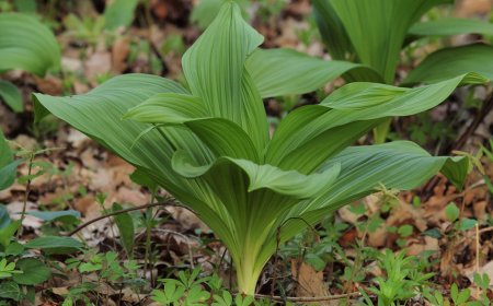 Giới thiệu tổng quan về cây Lê Lô, Cây cỏ ngựa đen (Veratrum nigrum L.)
