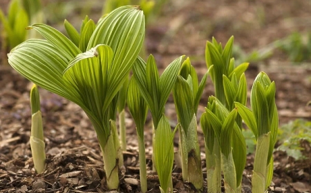 Công dụng, tác dụng và cách sử dụng của cây Lê Lô (Veratrum nigrum L.)