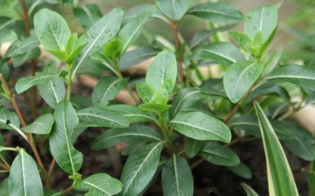 Công dụng, tác dụng và cách sử dụng cây Dừa cạn (Catharanthus roseus)