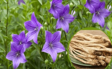 Công dụng và tác dụng của cây Cát Cánh (Platycodon grandiflorus)