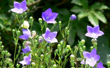 Cây Cát Cánh: Đặc Điểm, Công Dụng Và Bài Thuốc Chữa Bệnh