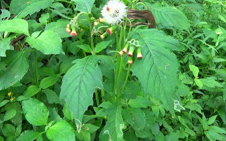 Công dụng và tác dụng của Rau Tàu Bay (Kim Thất) trong Y học và Đời sống