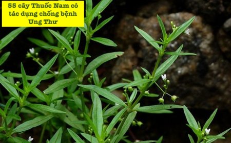 Khám Phá 55 Cây Thuốc Nam Chống Ung Thư Được GS. TS. Nguyễn Lân Dũng Giới Thiệu