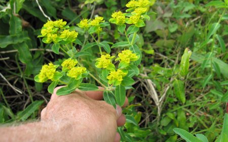 Trạch Tất (Euphorbia helioscopia): Dược Liệu Quý Giúp Thanh Nhiệt, Giải Độc Và Trị Bệnh Hiệu Quả