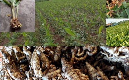 Nghệ Bọ Cạp – Dược Liệu Quý với Nhiều Công Dụng Chữa Bệnh và Làm Đẹp