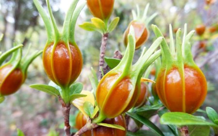 Thông Báo Lựa Chọn Đơn Vị Chủ Trì Liên Kết Thực Hiện Dự Án Trồng Cây Dành Dành