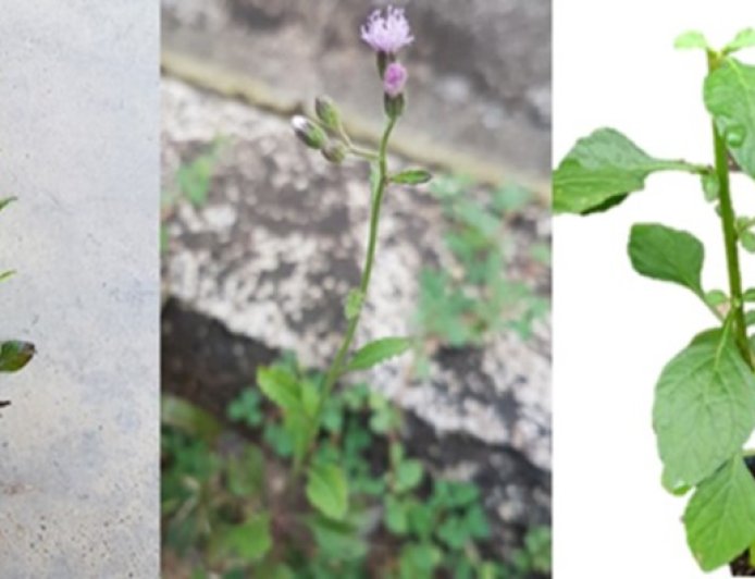 Nghiên cứu thành phần hoá học và hoạt tính kháng oxy hoá của cây Bạch Đầu Ông Vernonia cinerea (L.)