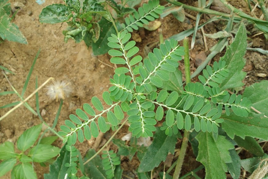 Cây Chó Đẻ Răng Cưa (Diệp Hạ Châu) – Vị Thuốc Quý Trong Đông Y - Cây ...