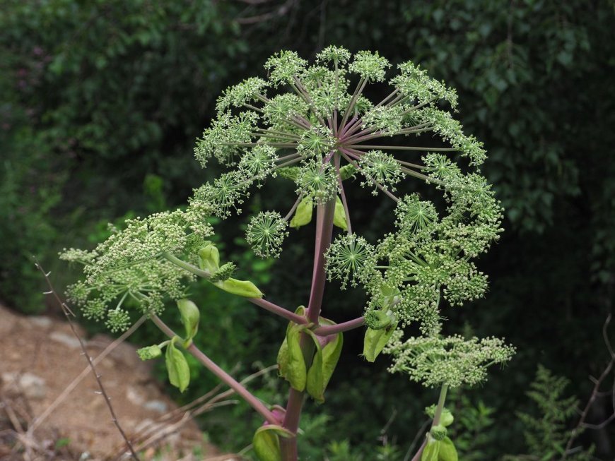 Bảy Dẫn Xuất 3,4-Dihydro-Furanocoumarin Mới Từ Cây Bạch Chỉ (Angelica Dahurica)