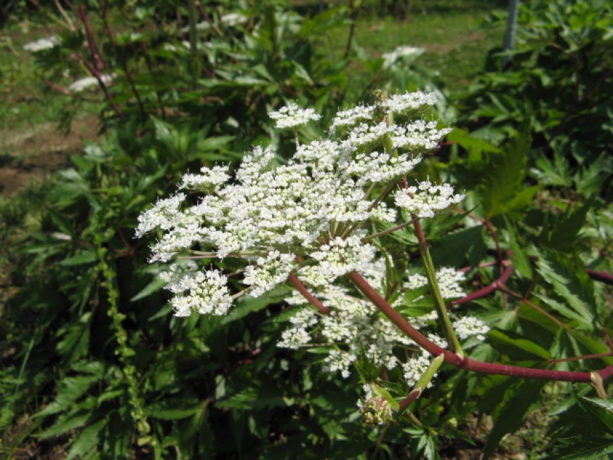 Nghiên cứu tác dụng kháng viêm của tinh dầu từ các loài Angelica sinensis, Angelica dahurica, Angelica pubescence và Foeniculum vulgare