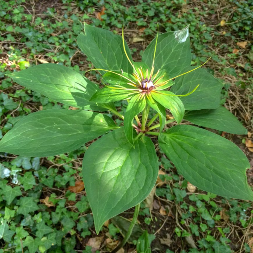 Nghiên cứu cây Bảy Lá Một Hoa (Paris polyphylla var. chinensis Smith.) trong hỗ trợ điều trị ung thư vú