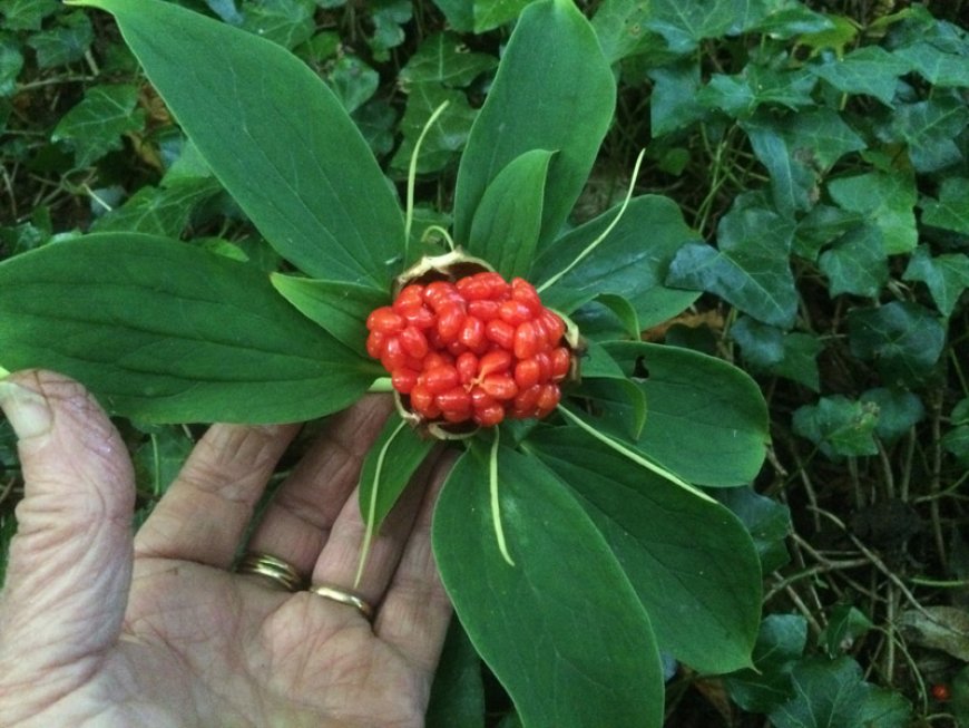 Nghiên cứu cây Bảy Lá Một Hoa (Paris polyphylla var. chinensis Smith.) trong hỗ trợ điều trị ung thư vú