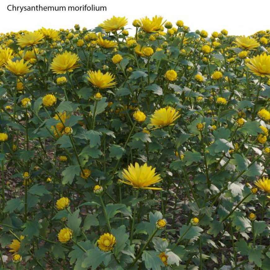 Cúc mâm xôi (Chrysanthemum morifolium) - Loài hoa cổ truyền với nhiều giá trị