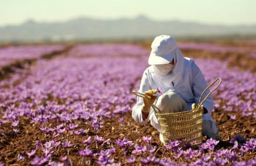 Nghệ Tây (Saffron) – Vàng Đỏ Quý Giá Từ Thiên Nhiên