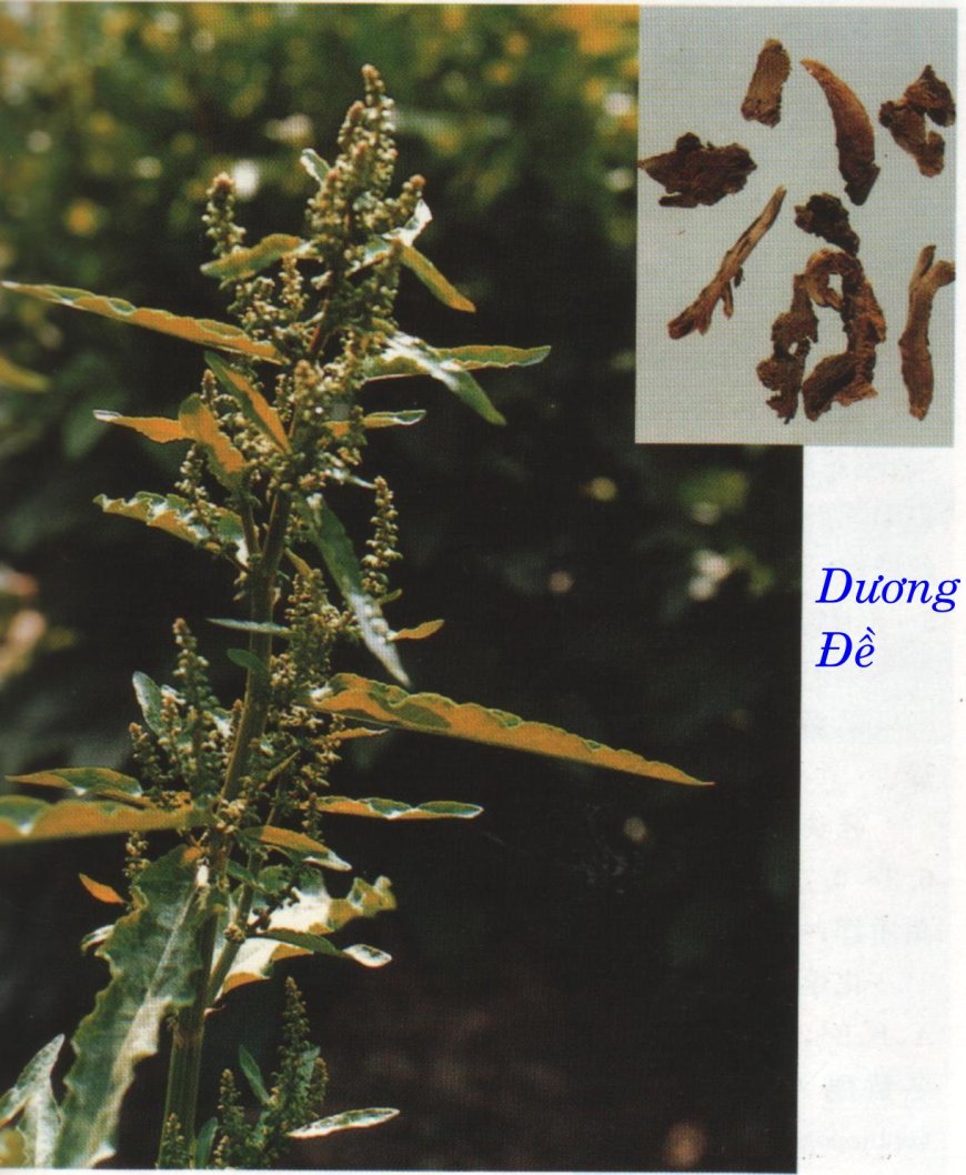 Cây Chút Chít ,Cây Lưỡi Bò, Ngưu Thiệt, Dương Đề (Rumex wallichii Meisn, Rume sinensis, Rumex maritimus Hook)