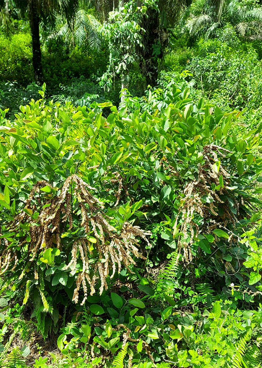 Cây Tóp Mỡ Có Chồi, Đậu Ma Hoa Nón, Đuôi Chồn - Flemingia strobilifera: Dược Liệu Tự Nhiên Với Tiềm Năng Chữa Bệnh