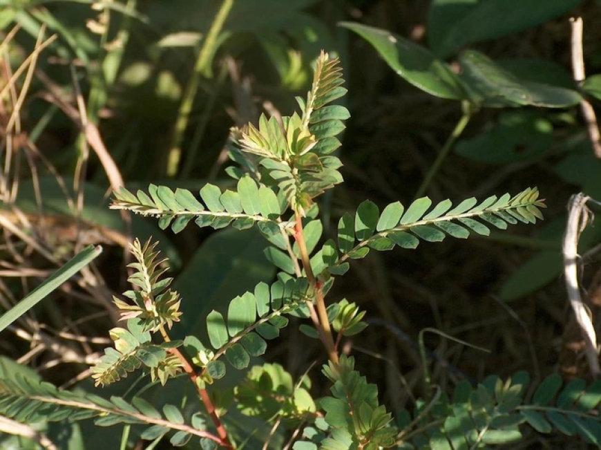 Bài viết tổng quan về nghiên cứu 'Sử dụng thức ăn bổ sung diệp hạ châu (Phyllanthus urinaria) phòng bệnh gan thận mủ trên cá tra (Pangasianodon hypophthalmus)'