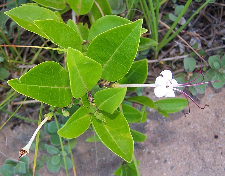 Cây Lẻ Bạn (Clerodendrum inerme) – Cây thuốc quý trong y học cổ truyền