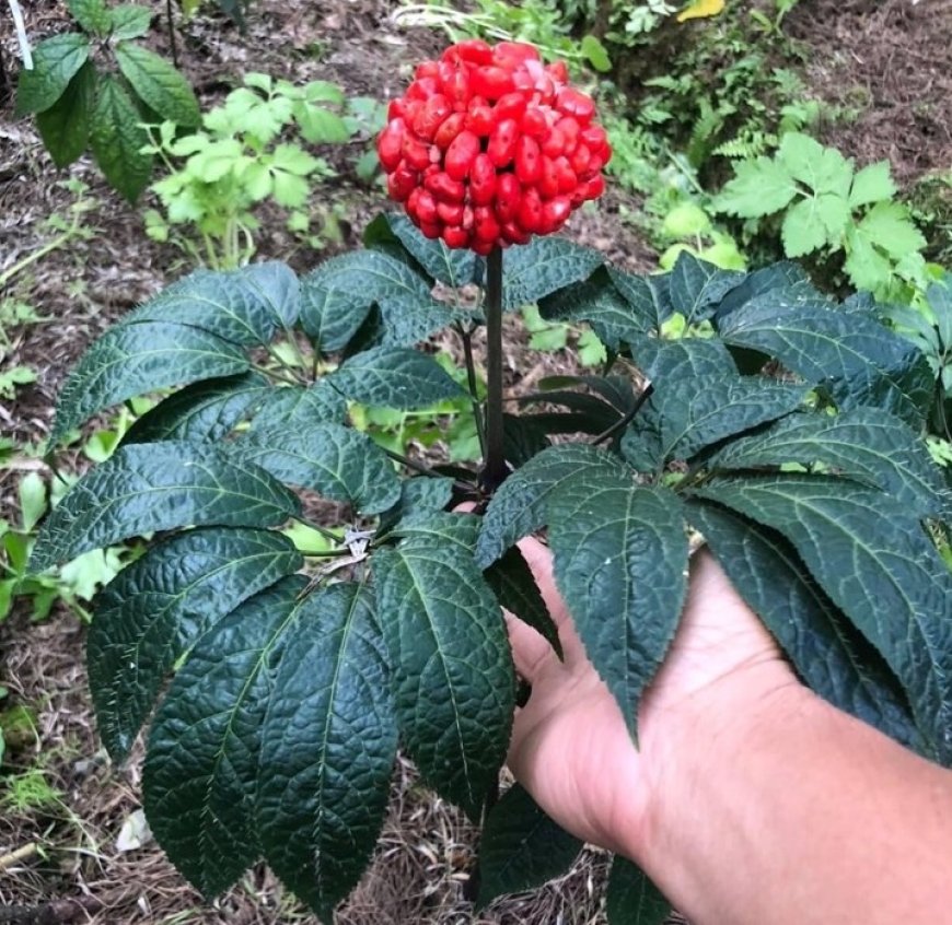 Tam Thất (Panax notoginseng) – Thảo Dược Quý Với Nhiều Công Dụng Và Nghiên Cứu Khoa Học Hiện Đại