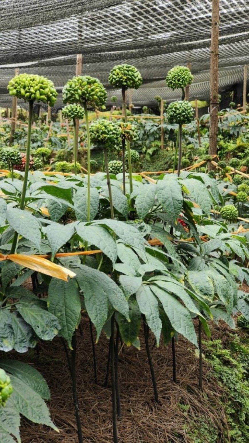 Tam Thất (Panax notoginseng) – Thảo Dược Quý Với Nhiều Công Dụng Và Nghiên Cứu Khoa Học Hiện Đại