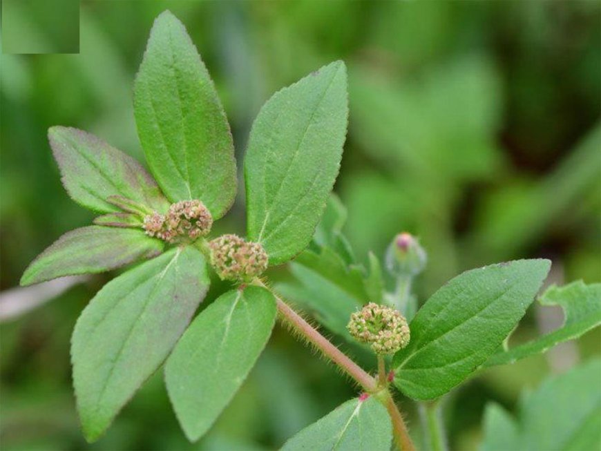 Công dụng, Tác dụng và Nghiên cứu khoa học về Cỏ sữa lá lớn (Euphorbia hirta L.)