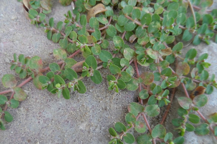 Cỏ sữa lá nhỏ (Euphorbia thymifolia L.) - Công dụng và Cách sử dụng