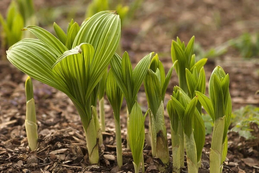 Công dụng, tác dụng và cách sử dụng của cây Lê Lô (Veratrum nigrum L.)