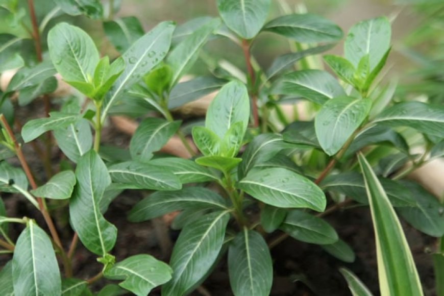 Công dụng, tác dụng và cách sử dụng cây Dừa cạn (Catharanthus roseus)