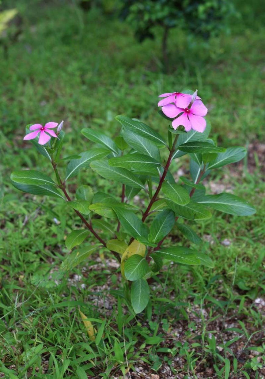 Công dụng, tác dụng và cách sử dụng cây Dừa cạn (Catharanthus roseus)