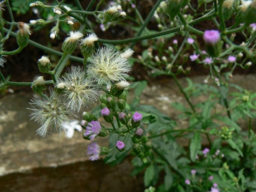 Cây Bạch Đầu Ông (Vernonia cinerea): Công Dụng, Tác Dụng, Cách Dùng Và Bài Thuốc