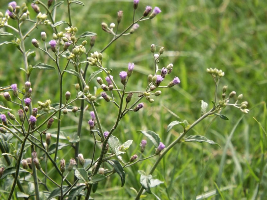 Cây Bạch Đầu Ông (Vernonia cinerea): Công Dụng, Tác Dụng, Cách Dùng Và Bài Thuốc