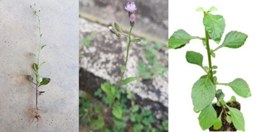 Cây Bạch Đầu Ông (Vernonia cinerea): Công Dụng, Tác Dụng, Cách Dùng Và Bài Thuốc