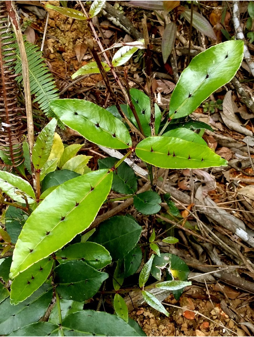 Giới thiệu về cây Xuyên Tiêu (Zanthoxylum nitidum)